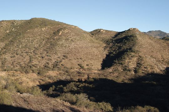 Desert whitetails are likely to loaf all day in shaded draws, particularly during the rut if a doe is in the same draw. The best Coues deer habitat is often covered in grass.